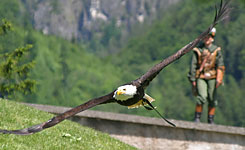 Geifvogelschau Burg Hohenwerfen